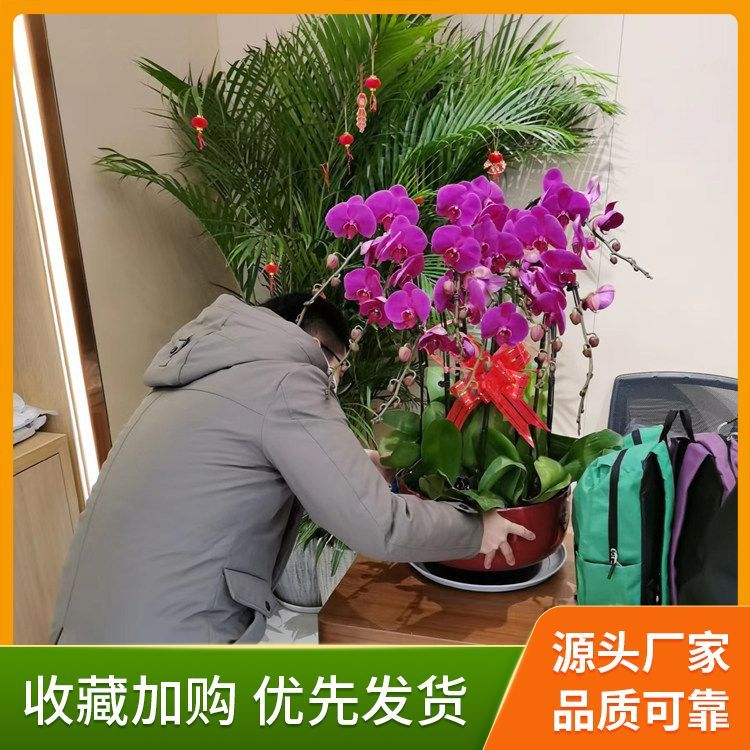 綠植花卉租賃廠家直供 花色色系綠色系 基地直供 一站式服務約12.00元